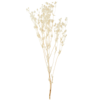 Madam Stoltz Dried flowers in old white
