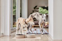 OYOY Koko Hundenapfmatte, Schwarz, H0,15 x L50 x W34 cm
