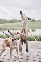OYOY Robin dog leash - M/L Natural L200xW1,8cm